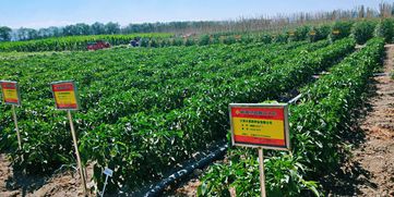 新疆絲路種業(yè)大會優(yōu)品推介評選結(jié)果新鮮出爐