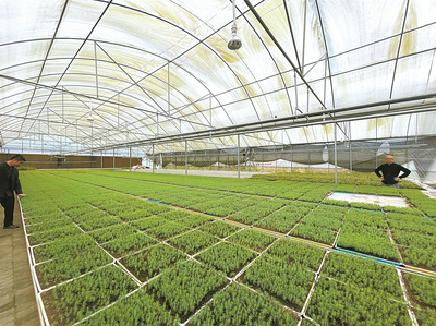 重慶林業(yè)&ldquo;三三機制&rdquo;賦能種業(yè)振興