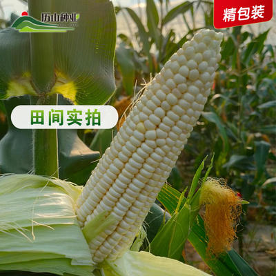 [白糯玉米種子批發(fā)]山西運(yùn)城垣曲縣玉米種子 22.80元/袋白糯 _ 一畝田