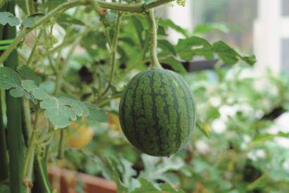 花開中國夢：花博會助力光明母港現(xiàn)代種業(yè)創(chuàng)新區(qū)發(fā)展